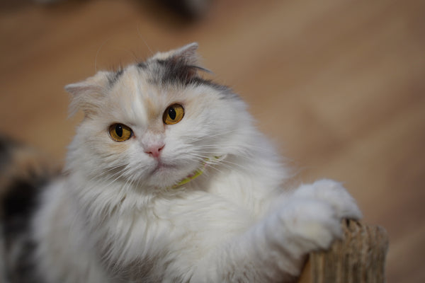 コットン の写真