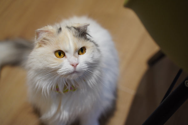 コットン の写真