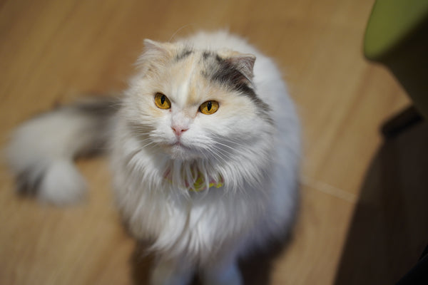 コットン の写真