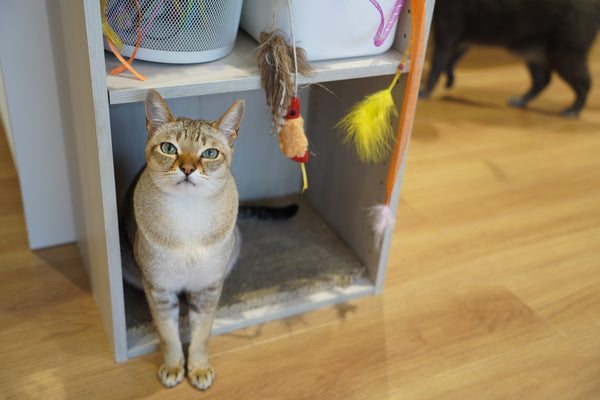 サクラ の写真