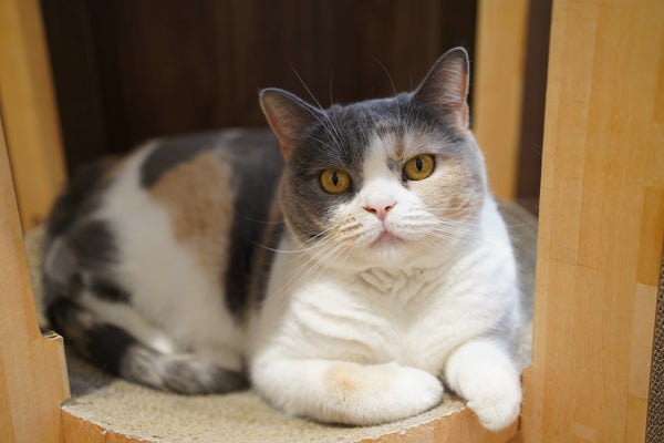 オモチ の写真