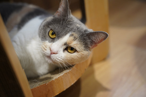 オモチ の写真