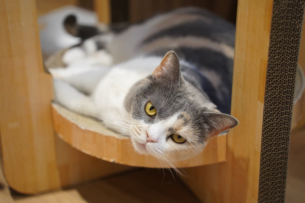 オモチ の写真
