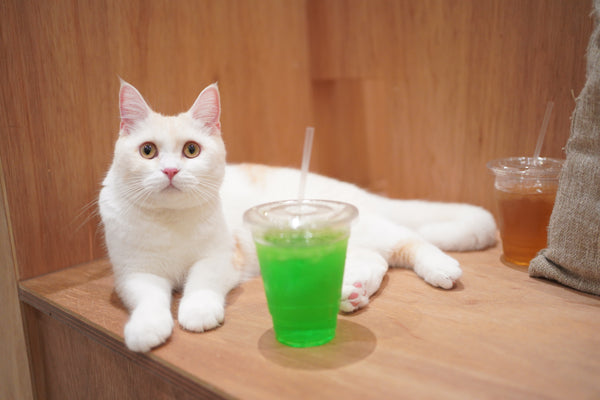 ユキナ の写真