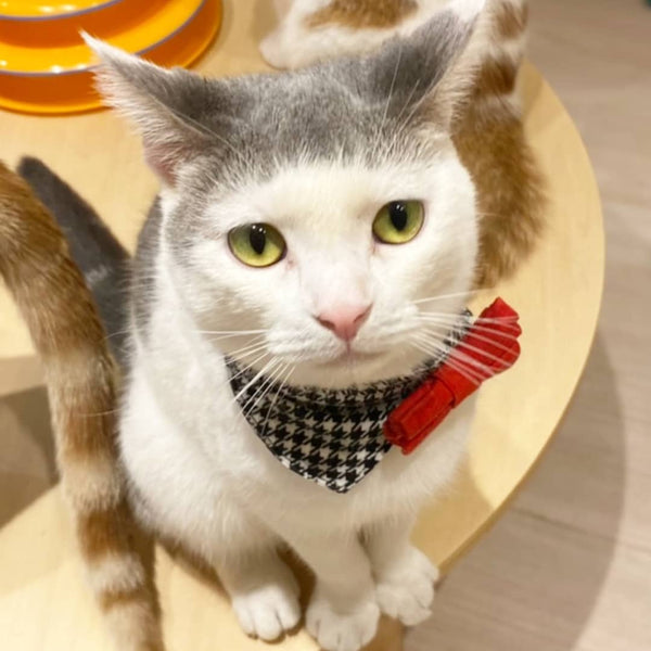 ツヨシ の写真