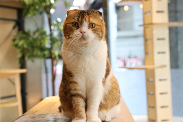 イクラチャン の写真