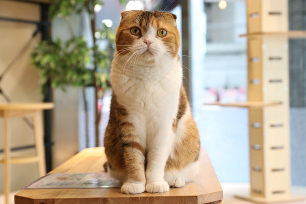 イクラチャン の写真