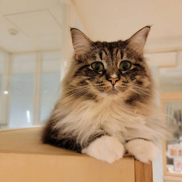 シャンディー の写真