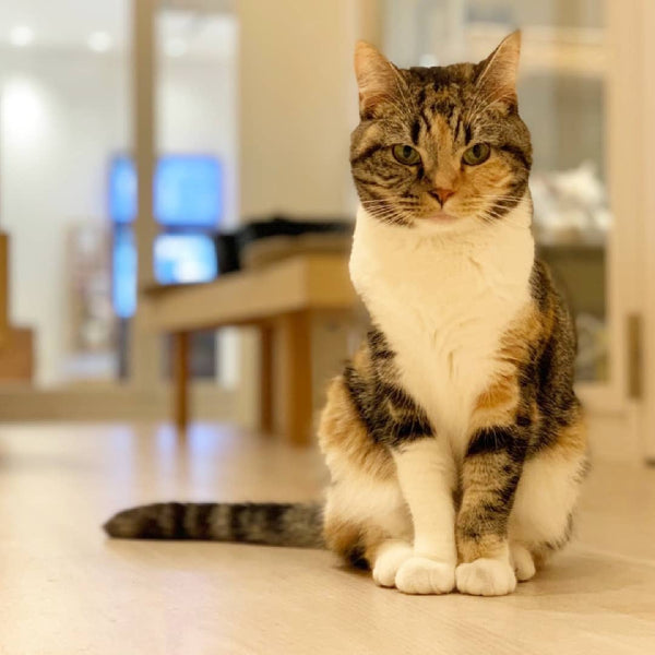 キャメロン の写真
