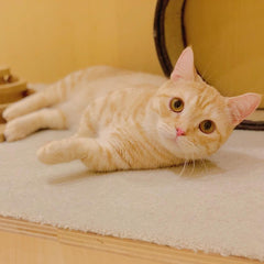 チャッキー