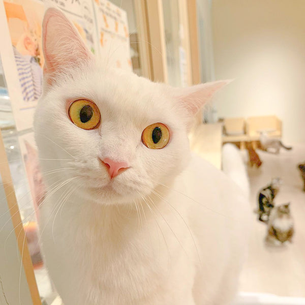 ユキミ の写真