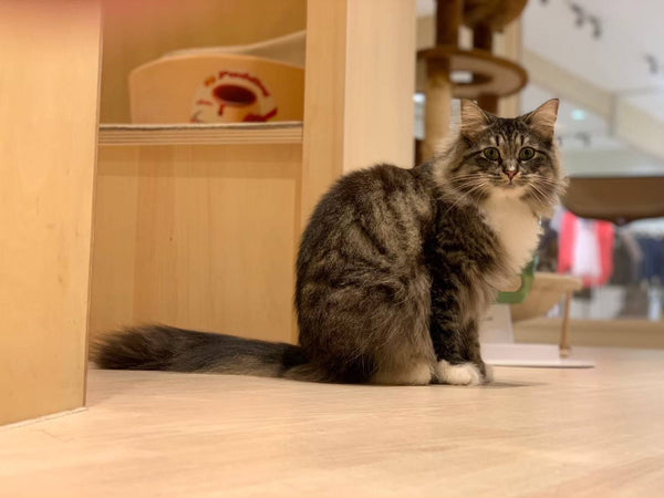 シャンディー の写真