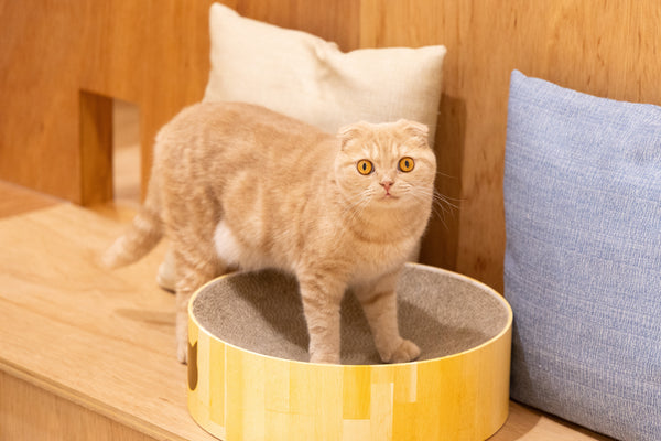 ヒン