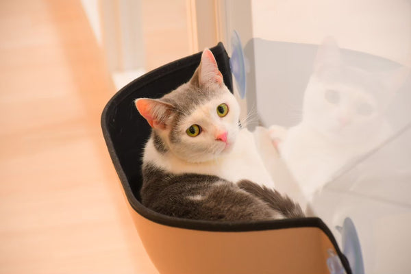 ツヨシ の写真