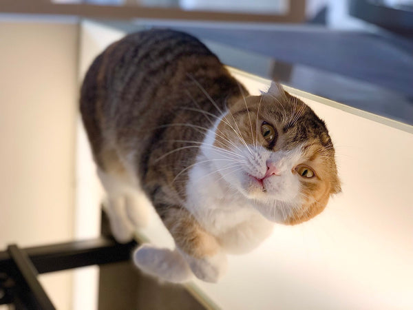 イクラチャン の写真