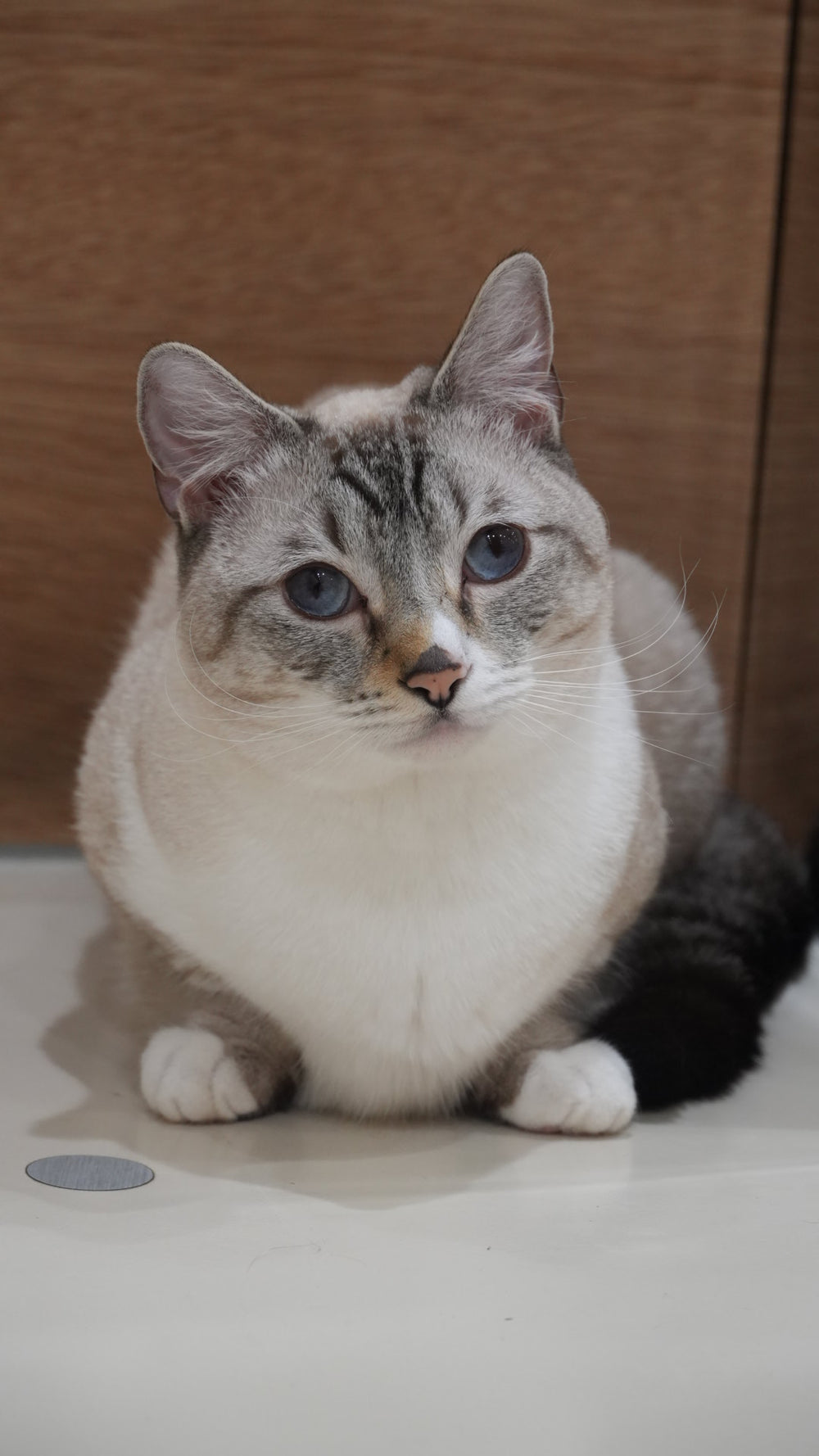 シュガー
