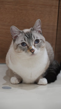シュガー