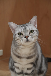 カマロ