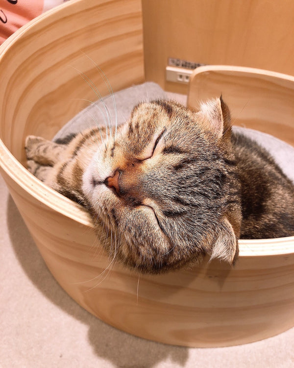コテツ の写真