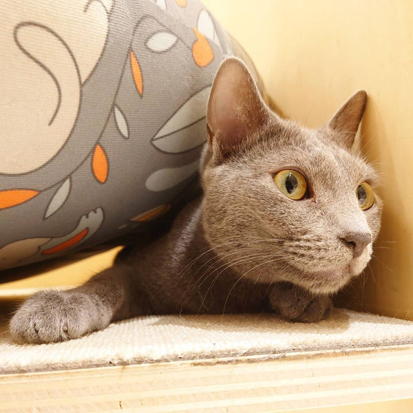 タンゴ の写真