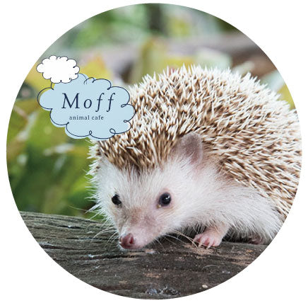 Moff animal cafe